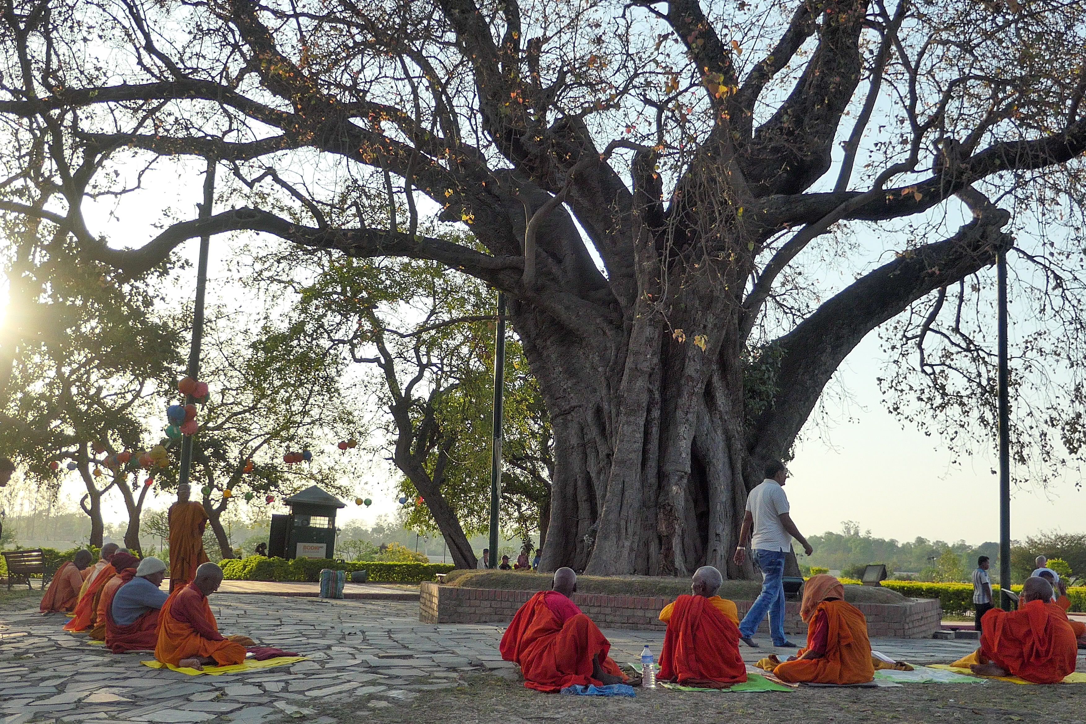 Buddhist monks and nuns sitting in meditation beneath the sacred Bodhi tree at Lumbinī during late afternoon sunlight.