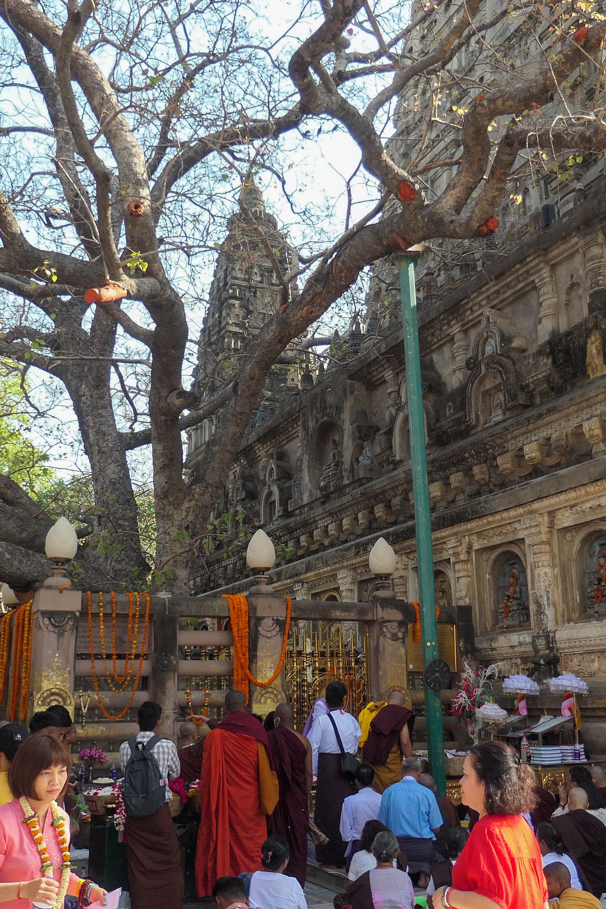 Pilgrims gather and pray beneath the Bodhi Tree beside the Mahabodhi Temple, festooned with marigold garlands.
