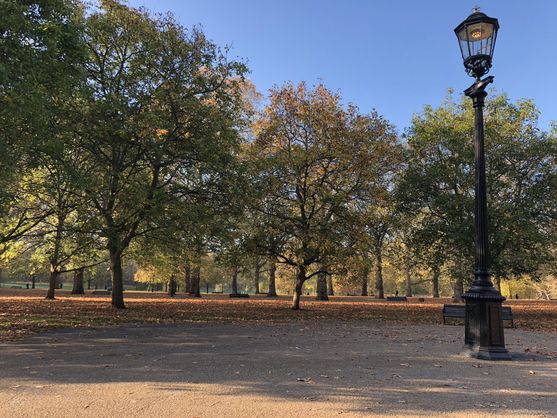 A park full of trees, some of whose leaves are just turning brown. On the right is a tall metal lamp post, like the one in Narnia.