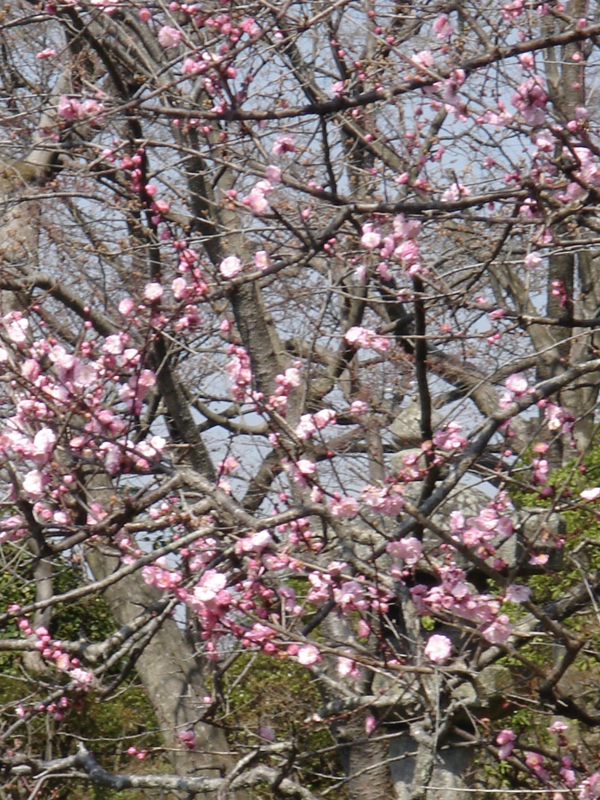 A tree in early spring with delicate pink blossoms beginning to open, its flowers standing out against the dense tangle of bare branches and the soft sunlight filtering through.