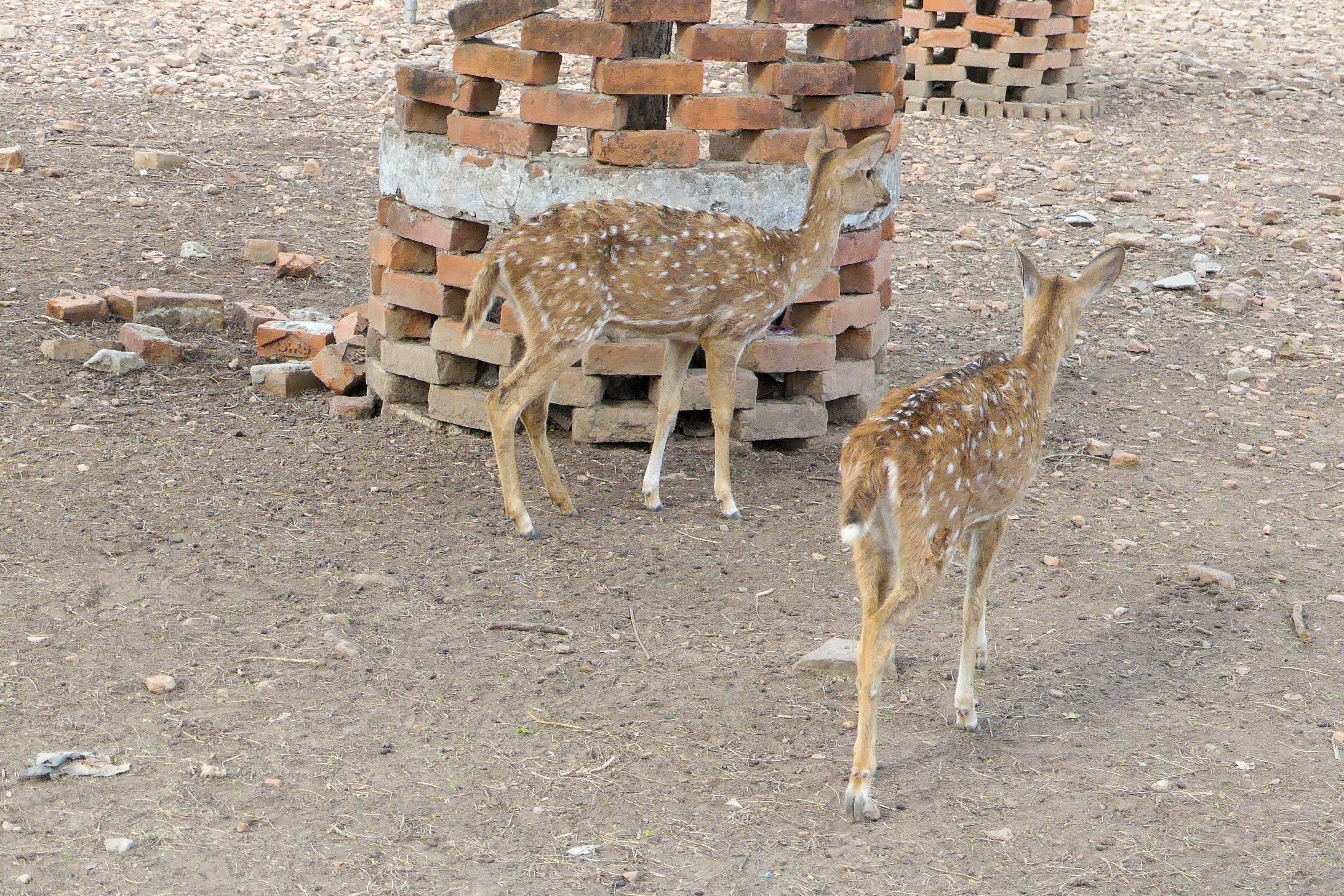 Two spotted deer near a low brick structure in the Deer Park at Sarnath.