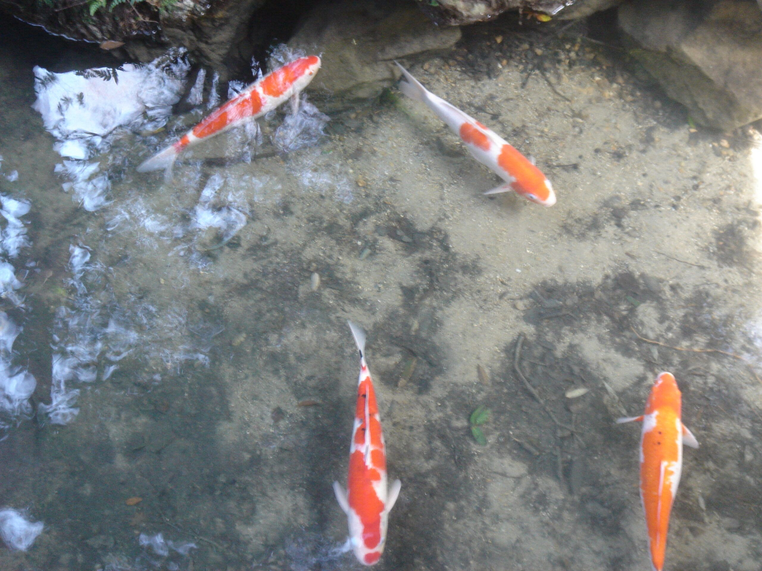 Four brightly patterned koi fish swim in clear, shallow water near the edge of a rock-lined pond, their orange and white markings vivid against the sandy bottom.