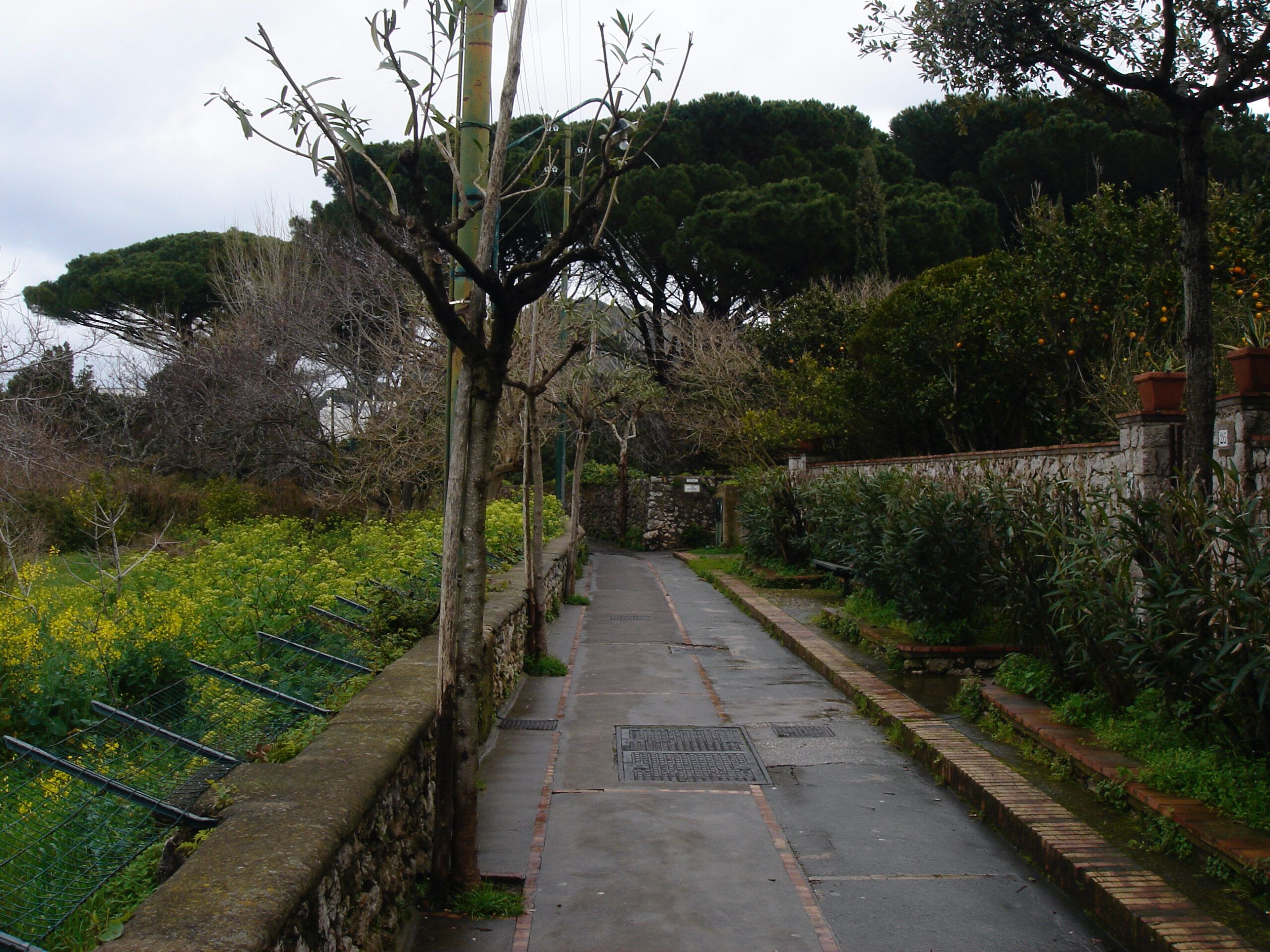Paved footpath flanked by garden beds and stone walls, with pruned trees and pine forest in the background.