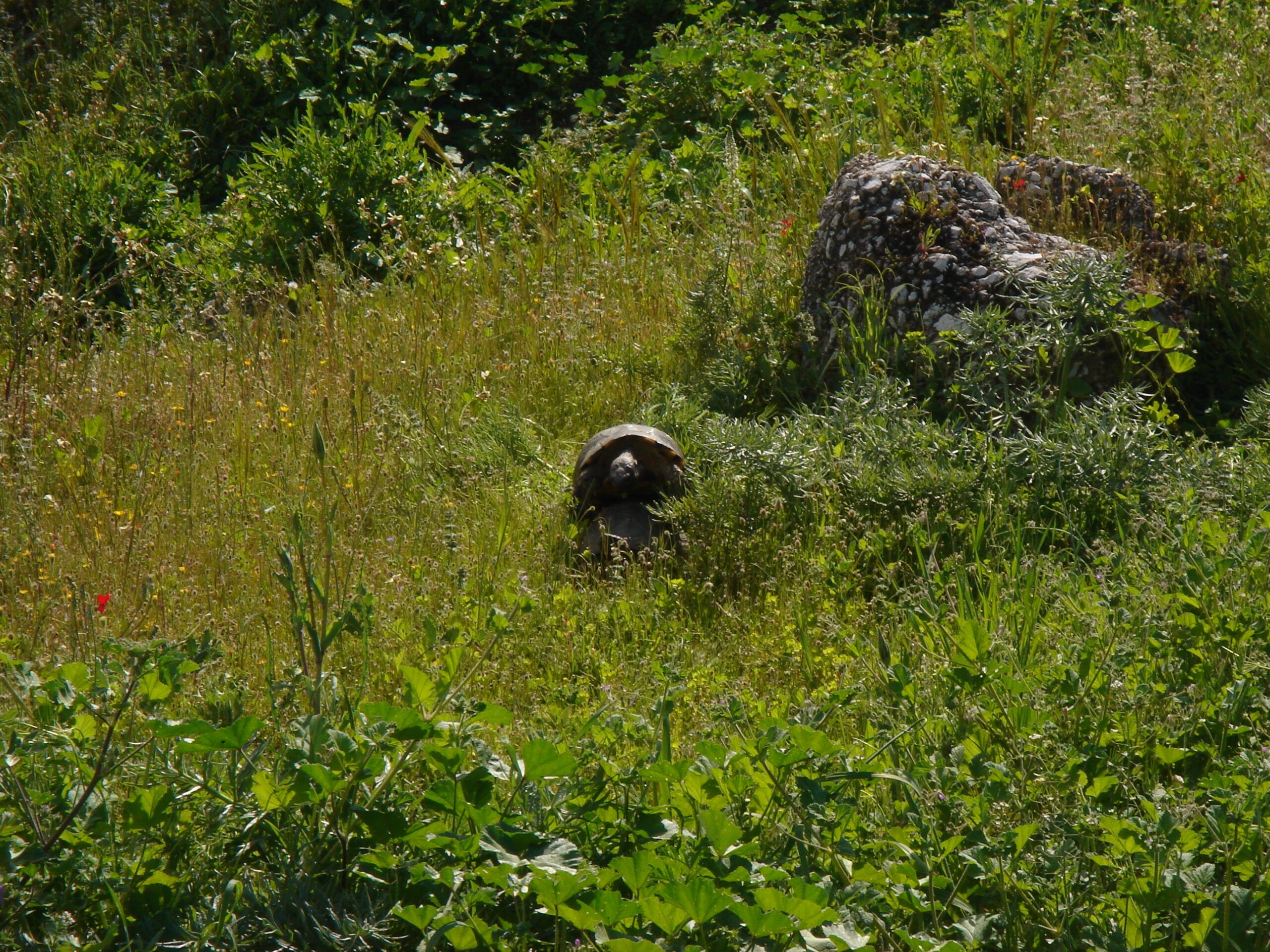 A tortoise half-hidden in tall grass near ancient stonework in the Kerameikos.