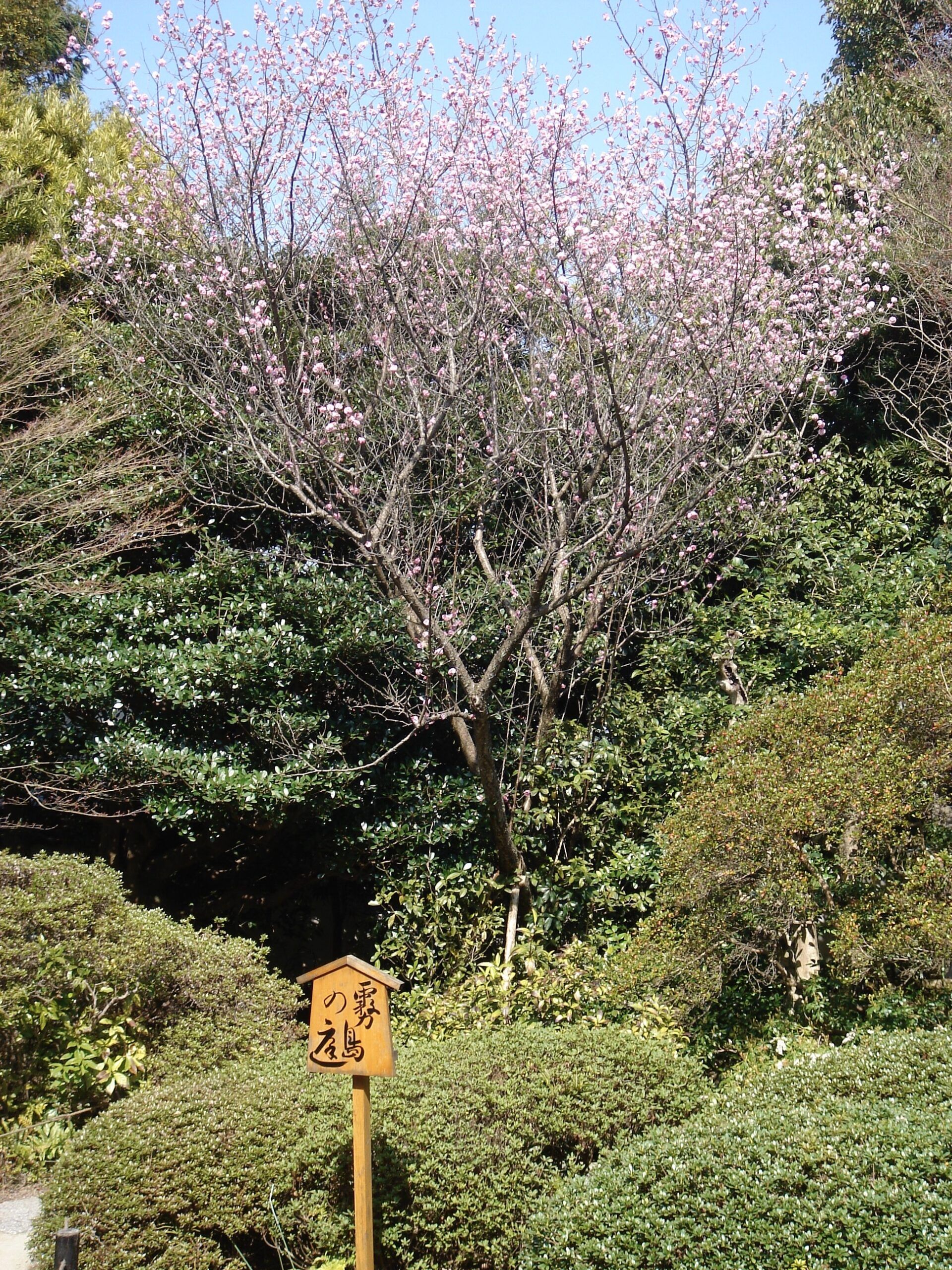 A cherry tree in full pink bloom stands in a manicured garden surrounded by dense greenery, with a wooden signpost bearing Japanese characters in the foreground.