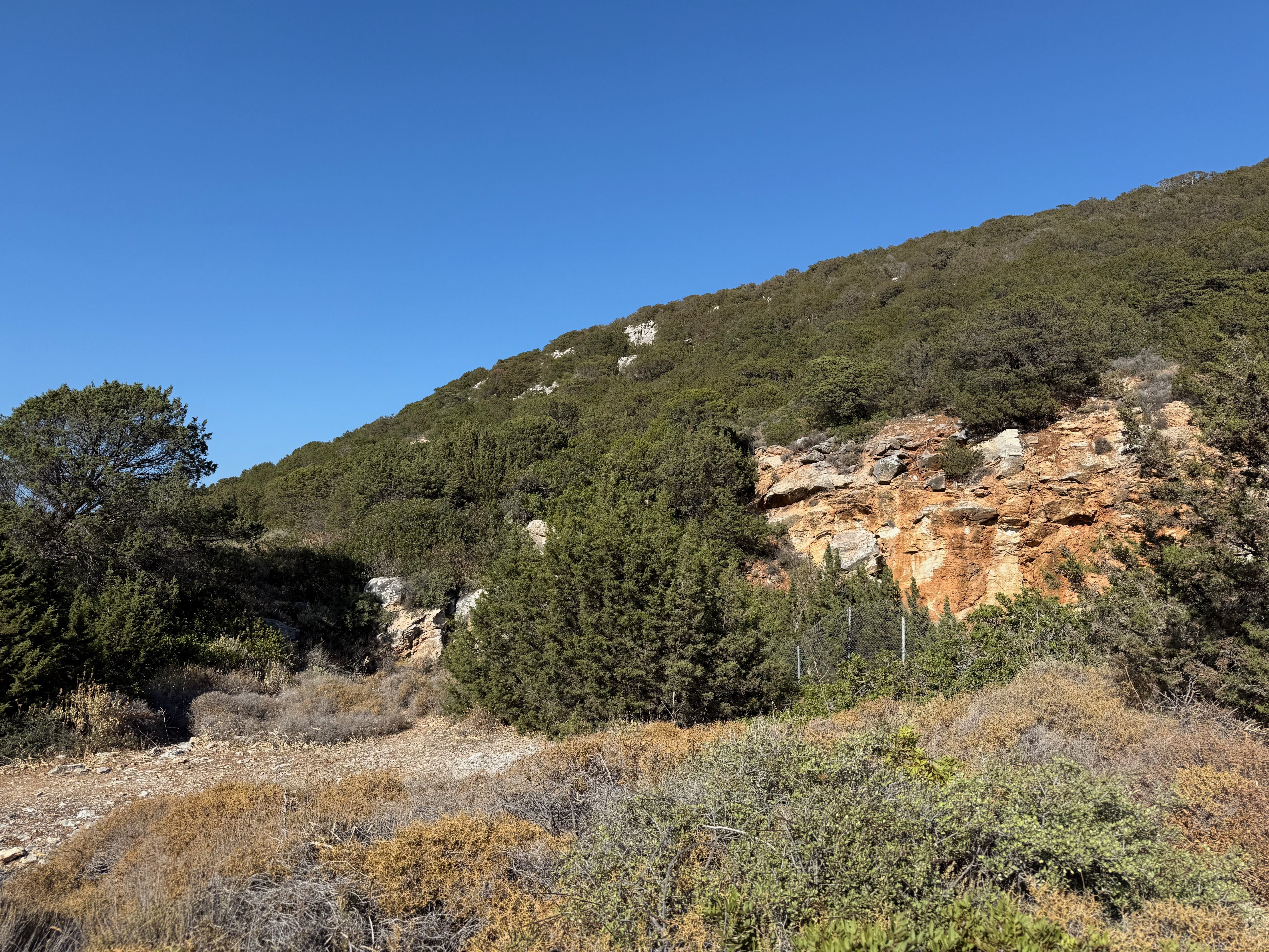 A wooded hillside, with the red stone of a cutting visible.