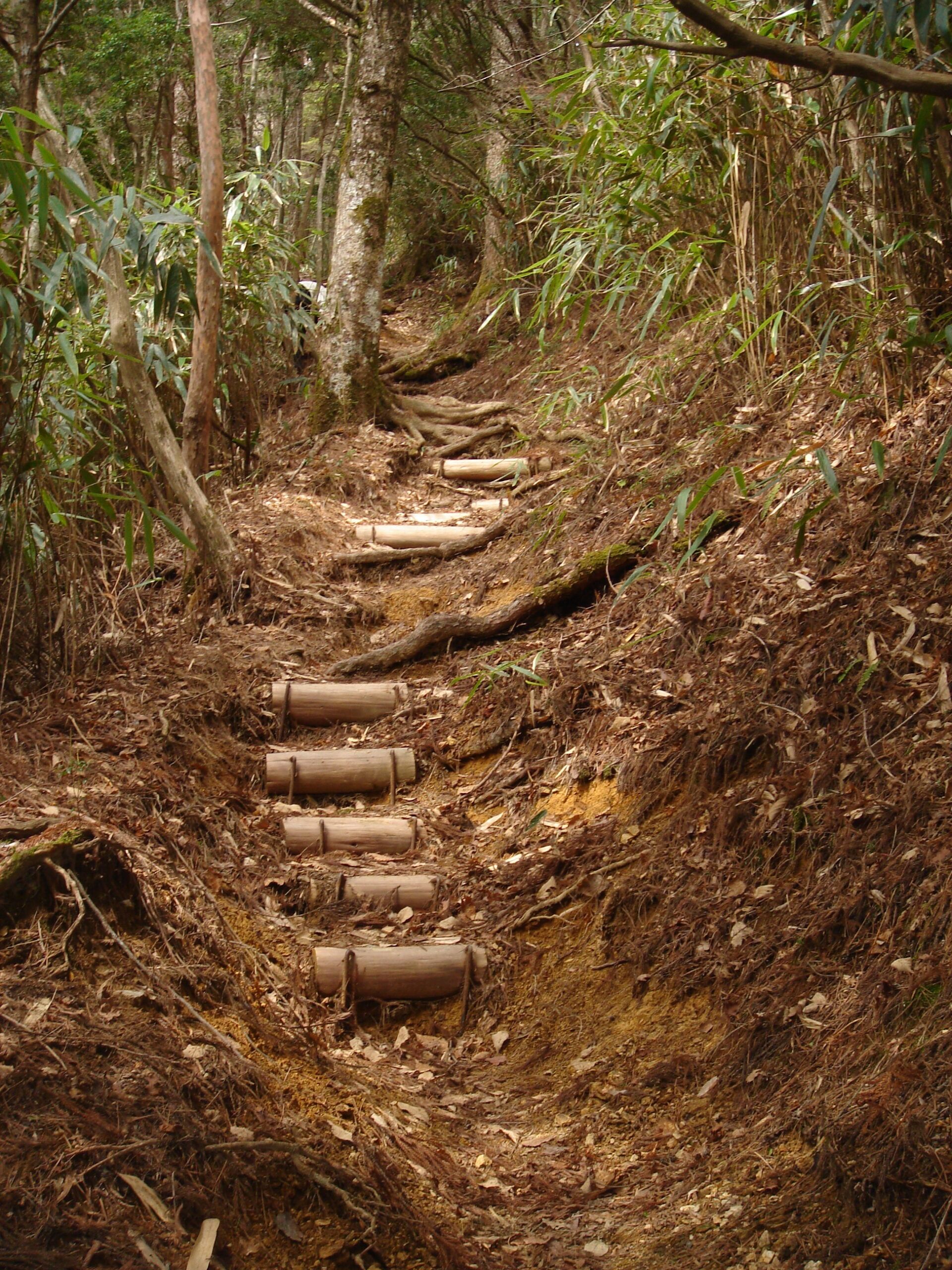 A steep forest path with simple bamboo steps leading uphill through dense trees.