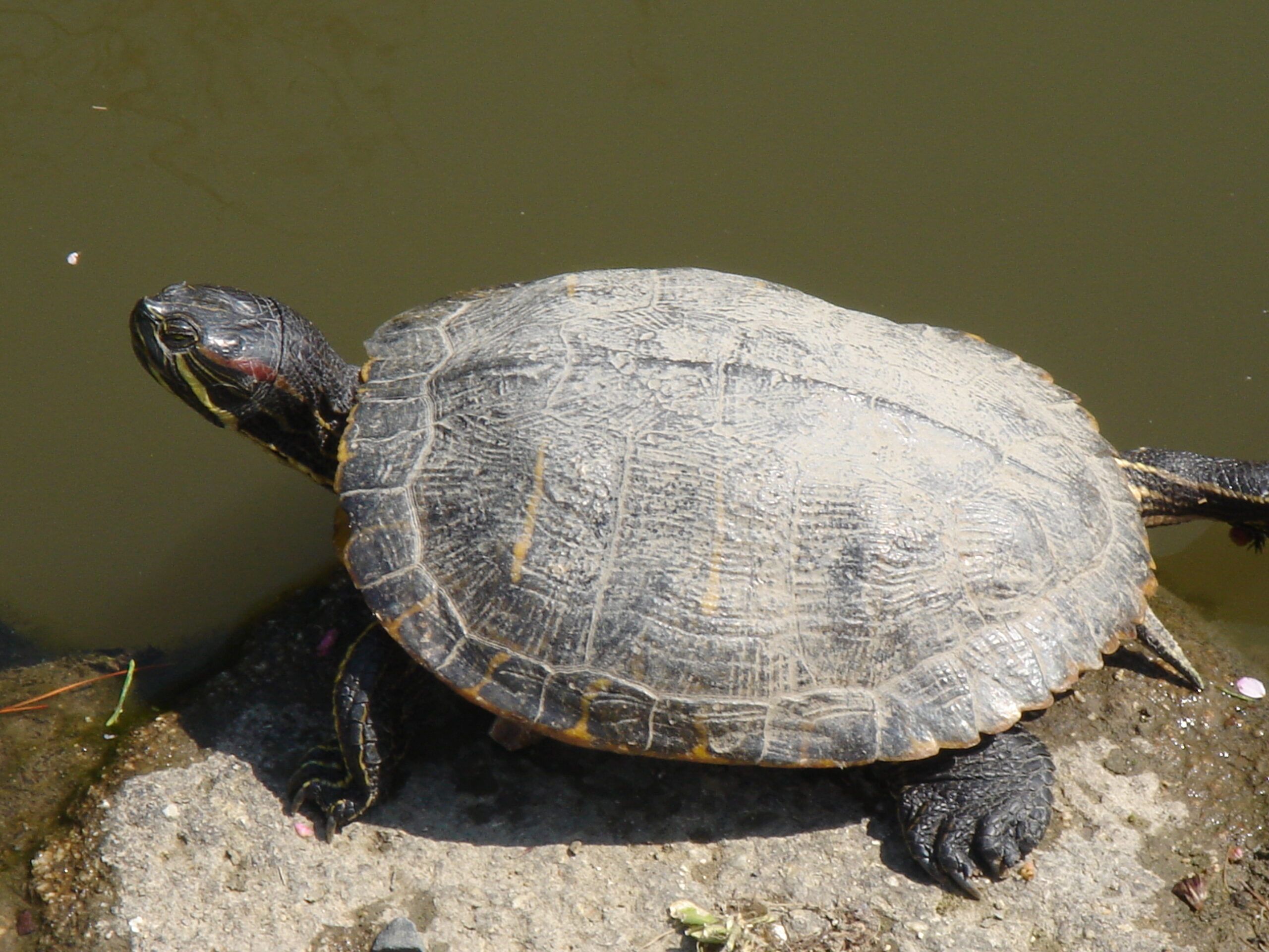 A close-up of a turtle basking on a rock at the edge of a murky pond.