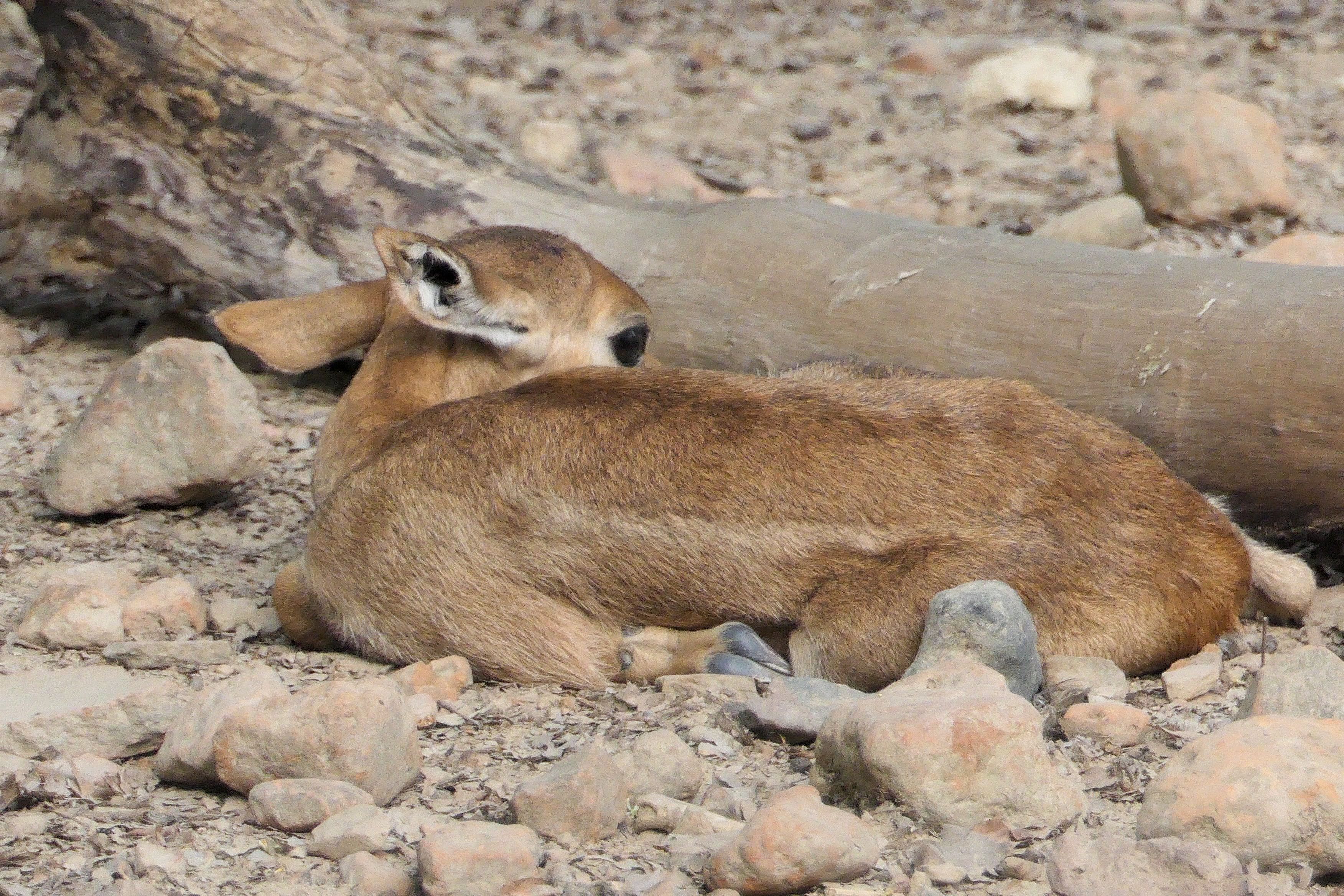 A lone fawn resting on the stony ground beside a log in the Deer Park at Sarnath.