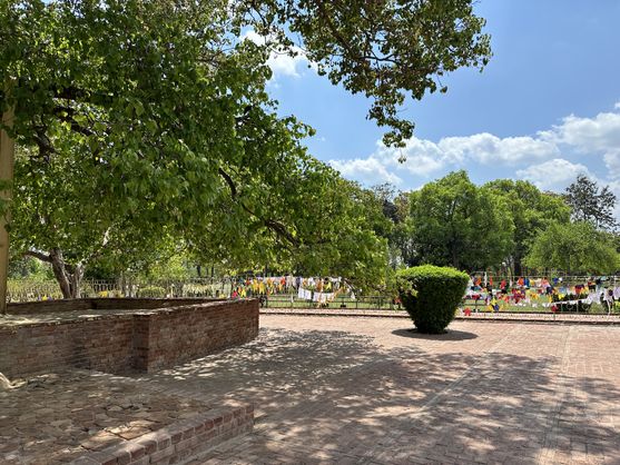 Sacred Bodhi tree with prayer flags tied to a fence in the peaceful ruins of Shravasti.