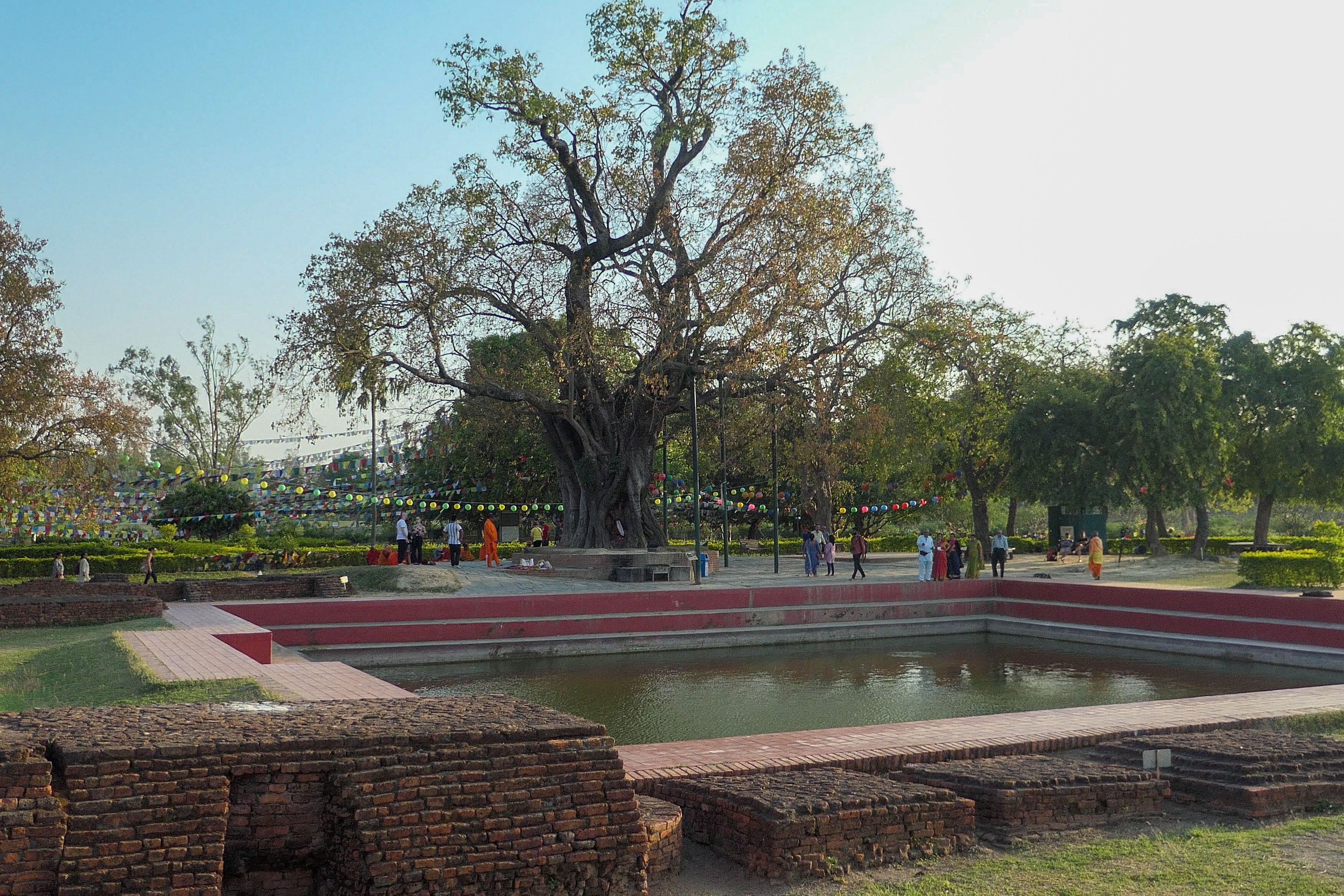 Sacred Bodhi tree and reflection pond at Lumbinī, surrounded by prayer flags, visitors, and ancient ruins.