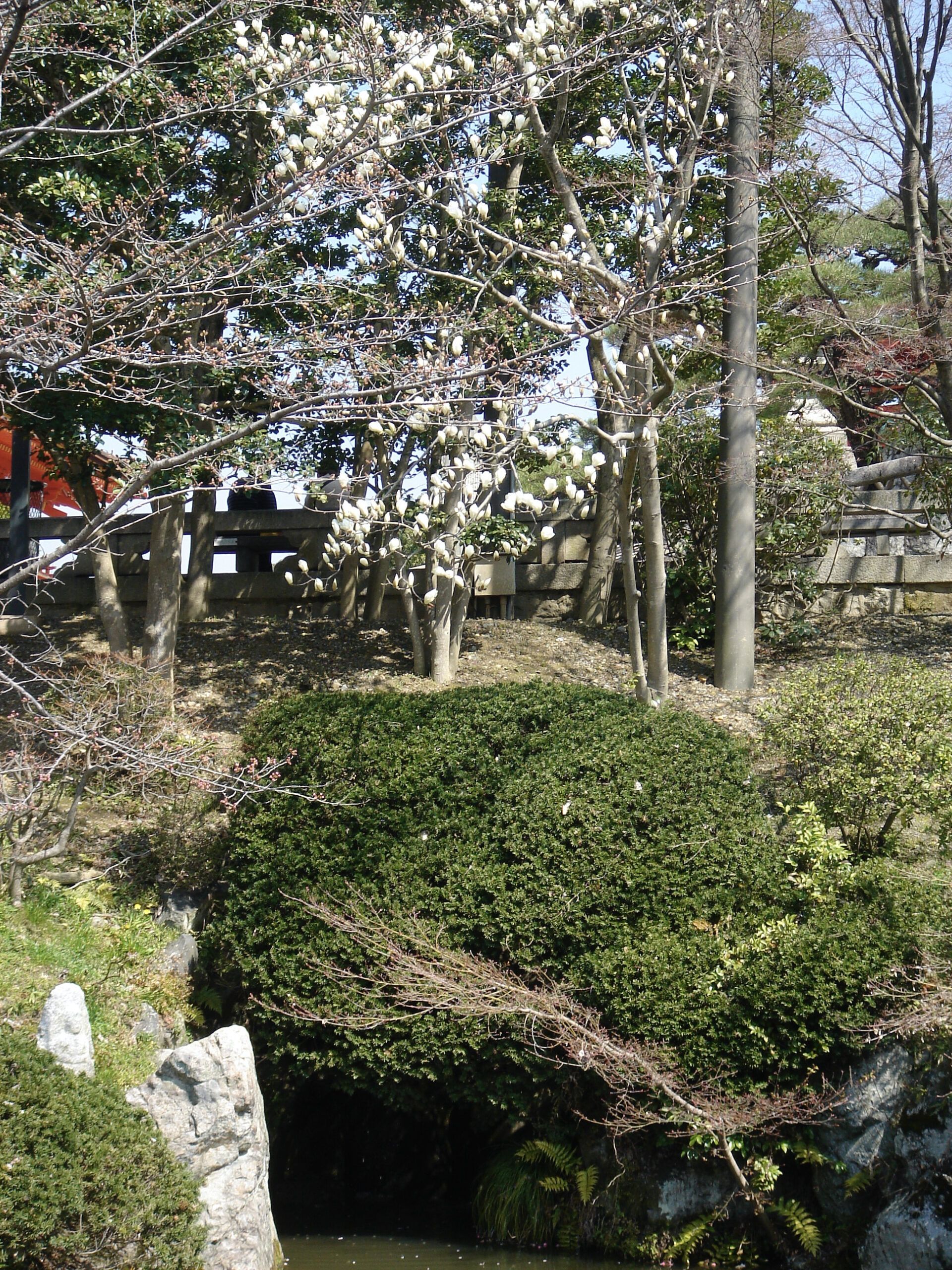 White magnolia blossoms bloom on bare branches above a neatly trimmed bush and a shaded pond entrance in a Japanese garden.