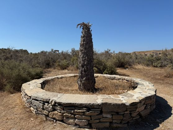A scruffy looking date-palm with a vaguely conical trunk and scruffy leaves at the top. it's surrounded by a circle of bricks.